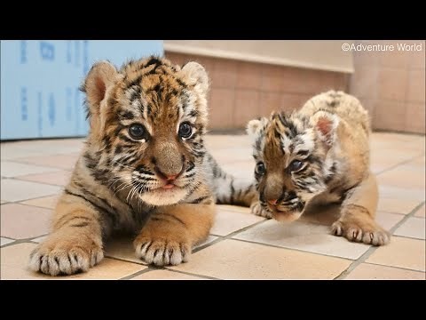 [Archived Streaming] Amur Tiger Baby One Month Old🐯