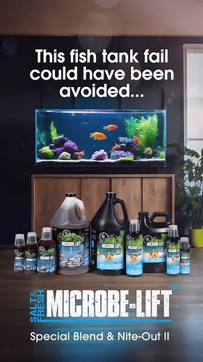 Microbe-Lift on Instagram: "This “Fish Tank Fail” Could Have Been Avoided Using MICROBE-LIFT Aquarium Products! 🐠 Microbe-Lift Aquarium Products have been allowing Fresh/Salt/Reef tank hobbyists to have so much more time enjoying their tanks than cleaning and maintaining them! Led by our Special Blend & Nite Out II, cycle your your new tank in 3-7 days, while adding fish on day 1️⃣! Microbe-Lift Aquarium Products can be found nationwide at @petco , your local independent Pet & Aquarium Stores a