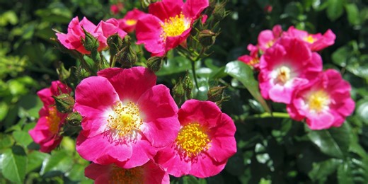 I’ve Grown Many Roses Over the Years—These Are the Best for Beginners