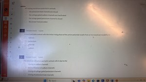 At resting membrane potential in animals:   the potassium leak... | Filo