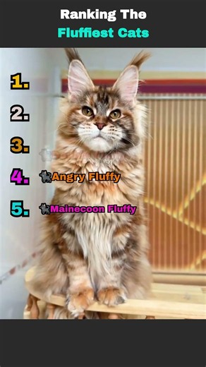 Ranking the Fluffiest Cats