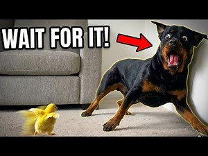 Cute Baby Animals Being HILARIOUS 2026 😂 Funniest Moments Ever!