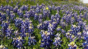 The colorful springtime in Texas, as the wildflowers bloom along the roadways, and highways of the state, including the State Flower the Texas Bluebonnet. In up to 4K 30fps