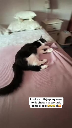Insultos divertidos en videos de gatos