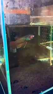 Betta ideii | Compras e Vendas on-line