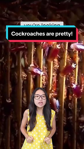 Exploring the Intriguing World of Cockroaches