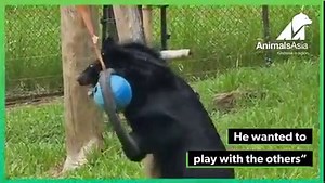 Meet Beserk the Bear! 😍 We rescued Beserk the Bear from a notorious bear bile hotspot in Vietnam two months ago. He'd spent years cooped in a tiny, dark cage, and suffering repeated bile extraction. But thanks to you, we could save him from his traumatic life and now he's safe at our sanctuary. He went outside the other day for the first time and although he was so excited to see the other bears and wanted to play with them, he got totally distracted by this tyre swing! Join Animals Asia with a