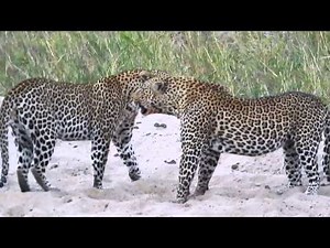 Wild South African Leopards Fight
