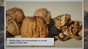 Exploring the Nutritional World of Prairie Dogs: A Guide to Their Dietary Choices