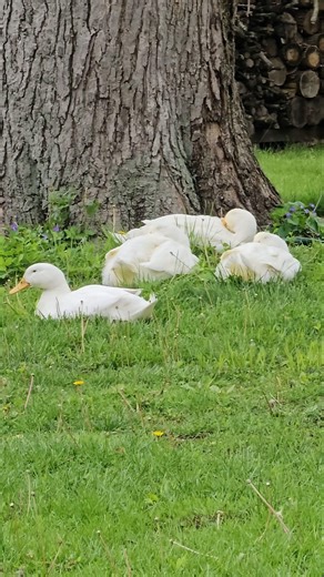 Pure Duck Serenity 🌿🦆 Moment of solitude.