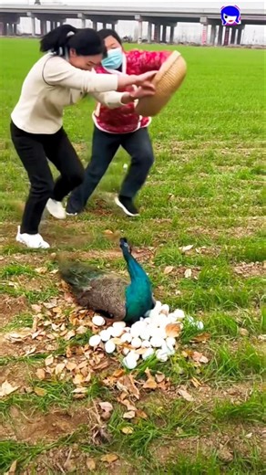 Pavo real video #pavoreal #peafowl #peacock