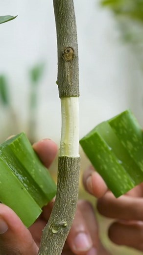 New technique of air layering of lemon tree using aloe vera #reels #instagram | The Planto Facts