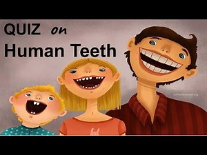 Human Teeth | How much do you know ? | General Science Test / Trivia / Quiz