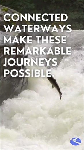 May 23rd 2026 World Fish Migration Day 🌎🐟
