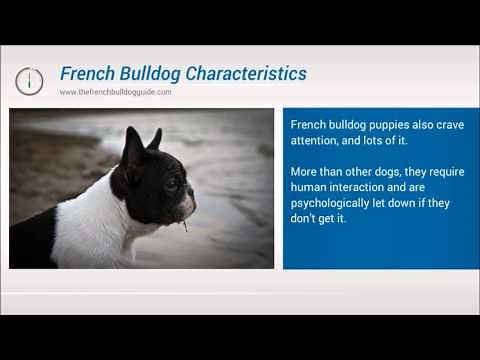The Characteristics & Personality of the French Bulldog