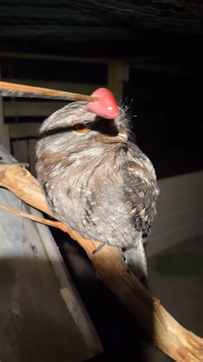 You might have seen the Tawny Frogmouth has taken out Bird of the Year with the BirdLife Australia Tawny's are my favourite birds! I love them! and I often get injured Tawny's handed into the farm or through the local vet that need some specialised TLC. Here are two Tawny's that I have on the hobby farm - Barkley and Twiggy. Barkley’s a bit of a long-termer, he’s doing really well, but he’s still carrying a few extra grams and isn’t quite aerodynamic enough for flight just yet. We’ve all been th