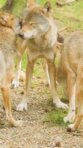 This Wolf Behavior Proves Loyalty Is Stronger Than Power 🐺