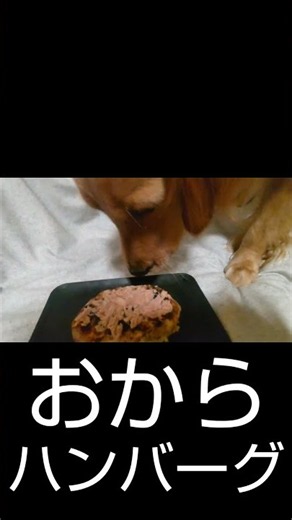 〖ゴールデンレトリバー〗おからハンバーグ