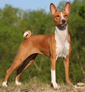 Basenji South Africa | Dog Breeds | Dog Breeders Gallery 112003