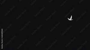 White Dove Bird with Pink Rose Flower - Flying Around Loop - Alpha Channel - Artistic realistic 3D animation isolated on transparent background