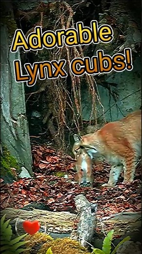 Adorable Lynx Cubs Grow Up Fast in Just Two Months