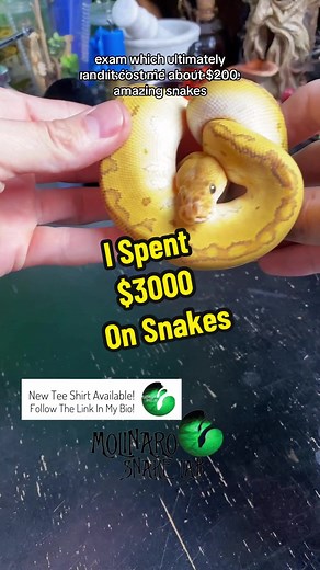 I really don’t like to discuss snakes in money terms. They mean so much more to me than that. But there is a business side to breeding. Bills need to be paid and it costs money to feed and care for these snakes. So I decided to make this video give some insight on the investment that goes into it. Ball pythons are usually around 2-3 years old when they are ready to breed so we most likey won’t see much return on investment for about 2 years! 13% off everything sale going on now!Shop: www.molinar