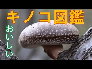 【キノコ採り】おいしく食べられる 天然キノコ図鑑 Vol,1 収穫時期別