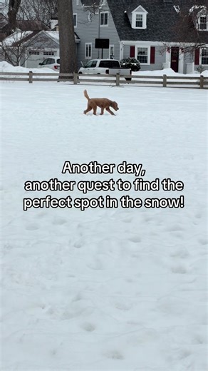 Finding the Right Potty Spot in the Snow with Dogs