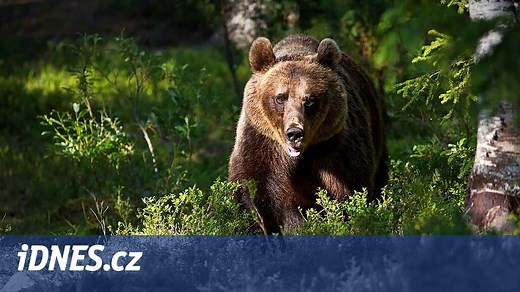 Slováci kvůli útokům na lidi odstřelí 350 medvědů, po tragédii vyhlásili mimořádnou situaci