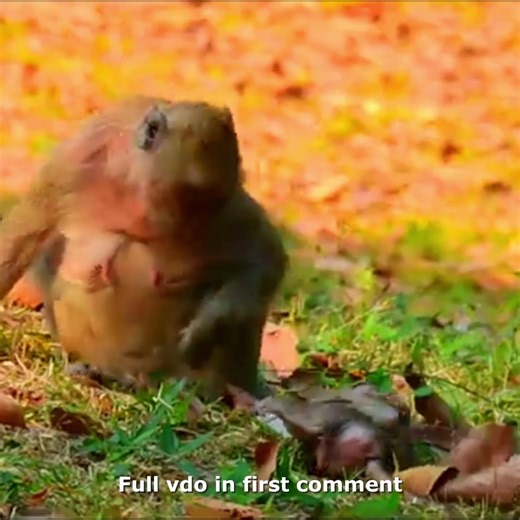 Monkey Mom Weaning Her Poor Baby | Baby Monkey Jason Request For Milk 🥲 Check full vdo in first comment | Hello Monkey