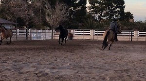 It was not in my plan to bring Louie out of semi-retirement, but win or lose, it’s going to be fun to let him have a run tonight! I hope you got him tuned up for me the other day @tl3ckhart!🤣. Signings today are 11-12 Platinum Performance, 12-1 Classic Equine/Martin Saddlery, 1-2 Priefert. FRIDAY will be 11-12 Polaris Ranger, SATURDAY will be Cowgirl Tuff. Have a great day everyone! | Lisa Lockhart