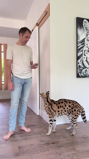 Chloe the Serval: Cute Moments and Daily Adventures