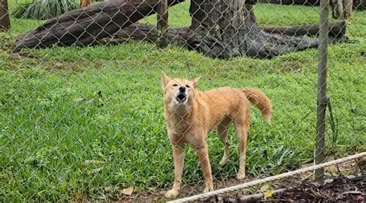 Dingo howling. they can bark but seem to communicate with each other primarily by howling ! very cute #dingo #australia #zoo
