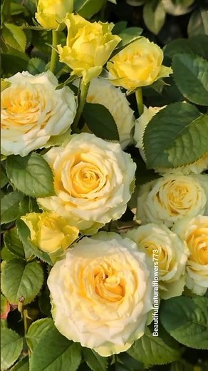 “Heaven on Earth? 🌹 | Stunning Flower Garden Tour 4K”