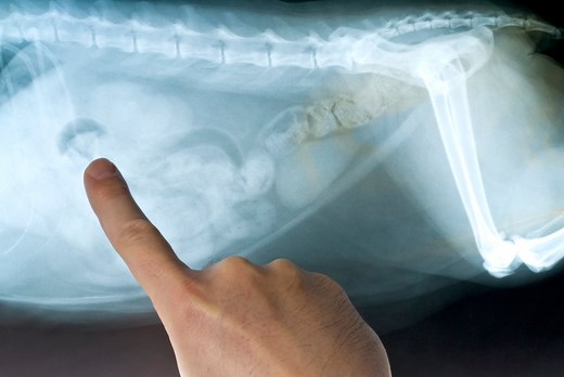 X-Rays in Cats: What They Can Tell Your Vet