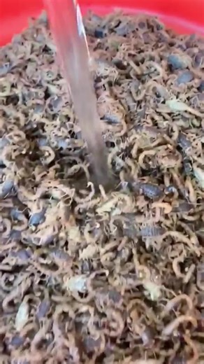 Understanding Scorpions: Fascinating Creature Insights