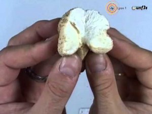 champignons à hymenium interne