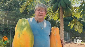 141K views · 1.1K reactions | Um pé de mamão tem chamado atenção por...