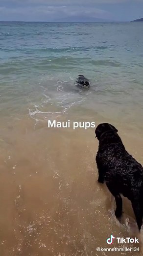 Kenneth Miller on TikTok