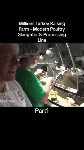 Millions Turkey Raising Farm - Modern Poultry Slaughter & Processing Line #millions #turkey #raising #farm #modern #poultry #slaughter #processing #line