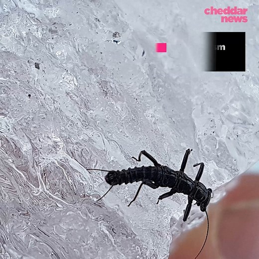 18K views · 88 reactions | This illusive dragon that lives in the ice of the Andes Mountains is not the fire-breathing kind. #icedragon #patagonia | Cheddar Gadgets | Facebook