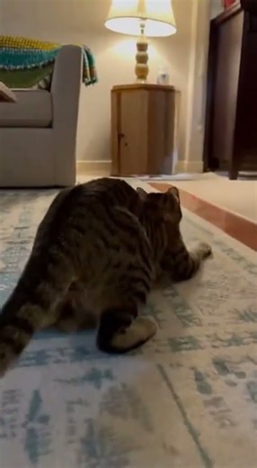 Hilarious Cat vs. Laser Pointer Battle with Birds