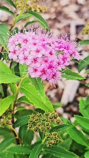 The flower in the photo is Spiraea japonica. 🌸🌿📸 #Flower #Photography #Nature #일본조팝나무