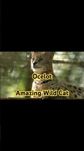 Amazing Ocelot Facts in 30 Seconds! 🐆 | ZooQuick