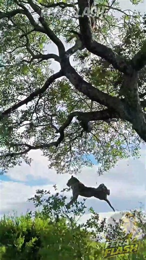 Leopardo SOBREVIVE À QUEDA de 6 METROS 😱