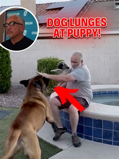 Let's watch a family introduce a dog to a puppy. Their intentions are good—they keep saying “gentle.” 🐶💛 But dogs don’t follow words the way humans do. They follow energy. In this Cesar Reacts, I explain why calm silence, clear direction, and claiming the puppy with an invisible boundary creates safety and trust from the very first moment. 👉 Watch more videos like this on my YouTube channel! Veamos a una familia presentar un perro con un cachorro. Sus intenciones son buenas: Repiten una y otr
