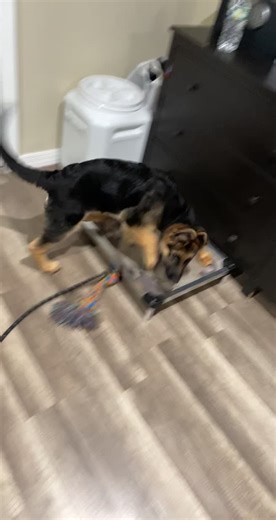 Training on a rainy day#GSD#puppy