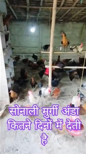 desi murgi palan business #farming chicken #farming #birds #sonali #ekmotahathighumechala