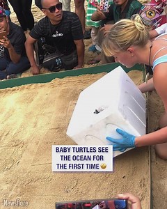 203K views · 4.3K reactions | People: Aww, look at those cuties! Turtles: Run, guys! Run! 藍 | 5-Minute Crafts USA | Facebook