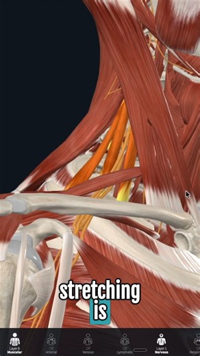 Adam Villalobos on Instagram: "**SCALENES Causing TOS? (Test This)** If your "neck stretch" is triggering **Thoracic Outlet Syndrome**-type **nerve pain**, stop guessing and run this quick check (San Diego Massage clients: this is a common one). Your **scalenes** can act like a clamp on the nerves/blood vessels leaving your neck-like a foot on a garden hose. When they're chronically short and tight, they limit side-bending and increase compression, especially when you're already irritated. The t